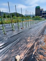 팜모닝 농부님! 어떤 농약 쓰세요?·참여 게시글 이미지