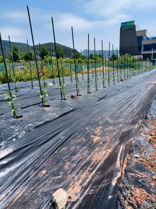 바웟돌님의 농부님! 어떤 농약 쓰세요? · 참여 작성글 사진