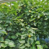 팜모닝 배·일상 게시글 이미지