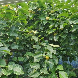 하나라도 소중하게님의 배 · 일상 작성글 사진