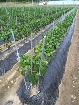 팜모닝 고추·일상 게시글 이미지