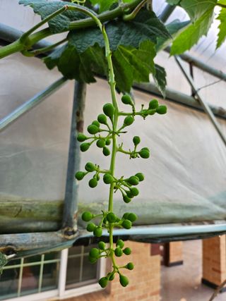 호욱33459725님의 포도 · 자유게시판 작성글 사진