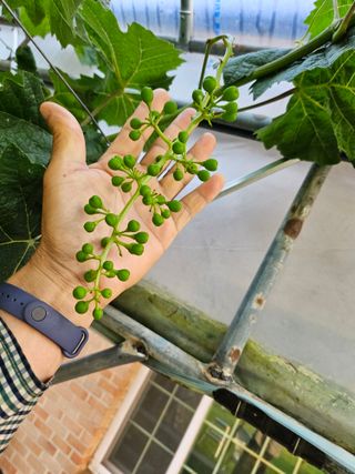 호욱33459725님의 포도 · 자유게시판 작성글 사진