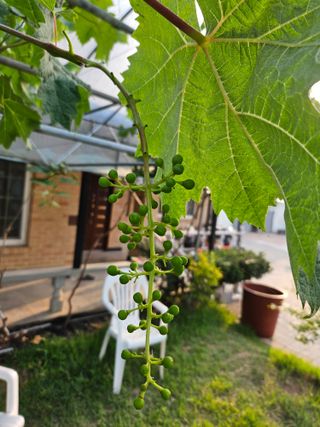 호욱33459725님의 포도 · 자유게시판 작성글 사진