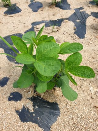 오숙님의 콩 · 자유게시판 작성글 사진