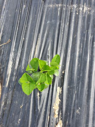 오숙님의 콩 · 자유게시판 작성글 사진