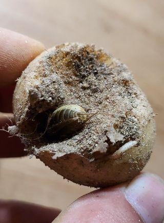 알 수 없음님의 감자 · 병해충상담 작성글 사진