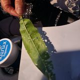 팜모닝 복숭아·병해충상담 게시글 이미지