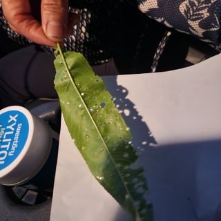 지동골님의 복숭아 · 병해충상담 작성글 사진