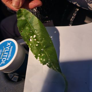 지동골님의 복숭아 · 병해충상담 작성글 사진