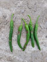 팜모닝 고추·병해충상담 게시글 이미지