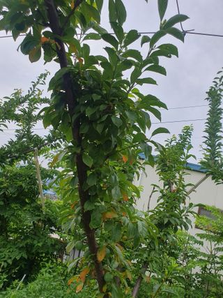 초보자두농사님의 자두 · 병해충상담 작성글 사진