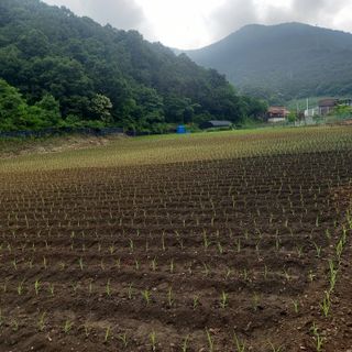 봉골농장님의 기타작물 · 자유게시판 작성글 사진