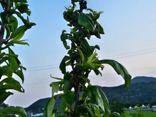 총재 조항일님의 자두 · 병해충상담 작성글 사진