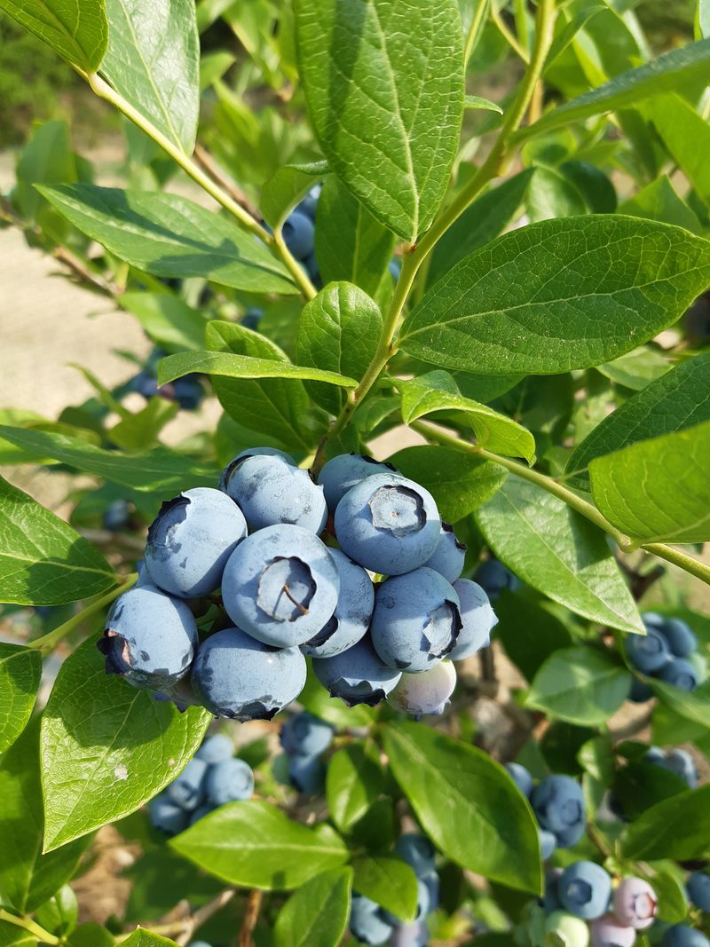 장터 상품 [불루베리kg] 썸네일