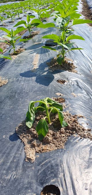 최고봉님최진홍님의 참깨 · 병해충상담 작성글 사진