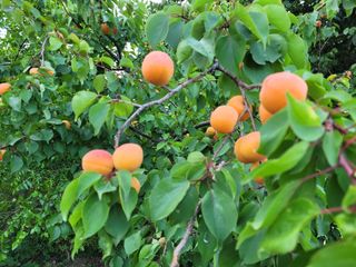 설죽 문평래님의 자유주제 · 자유게시판 작성글 사진