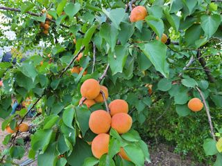 설죽 문평래님의 자유주제 · 자유게시판 작성글 사진