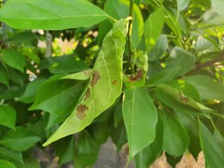 김경수 또다른 도전님의 기타작물 · 병해충상담 작성글 사진