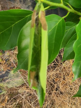 김경수 또다른 도전님의 기타작물 · 병해충상담 작성글 사진