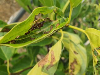 김경수 또다른 도전님의 기타작물 · 병해충상담 작성글 사진
