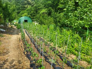 액티브맨님의 복숭아 · 자유게시판 작성글 사진