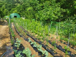 액티브맨님의 복숭아 · 자유게시판 작성글 사진