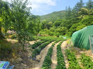액티브맨님의 복숭아 · 자유게시판 작성글 사진