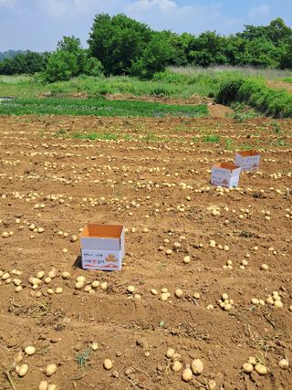 김기한님의 감자 · 자유게시판 작성글 사진