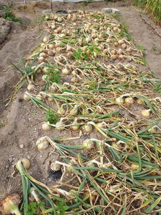 오남현님의 양파 · 자유게시판 작성글 사진