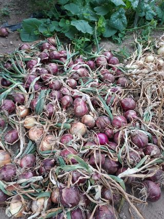 오남현님의 양파 · 자유게시판 작성글 사진