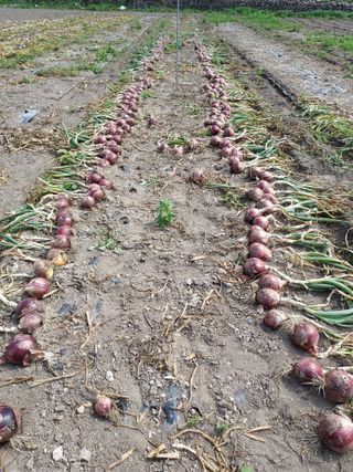 오남현님의 양파 · 자유게시판 작성글 사진