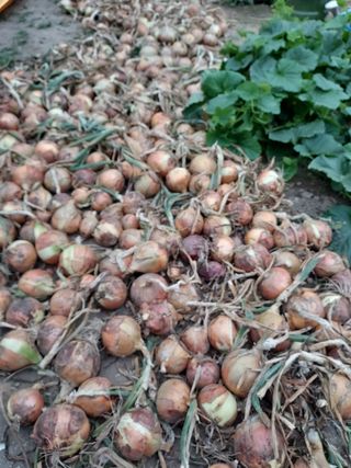 오남현님의 양파 · 자유게시판 작성글 사진