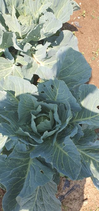 또순이떼지누리님의 고추 · 병해충상담 작성글 사진