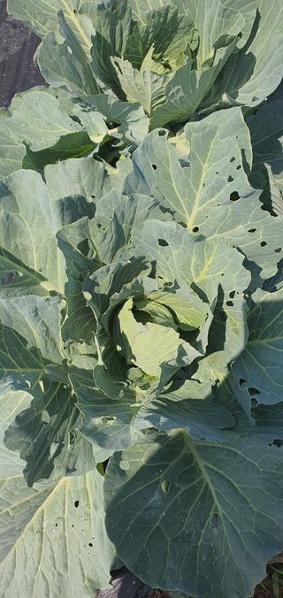 또순이떼지누리님의 고추 · 병해충상담 작성글 사진