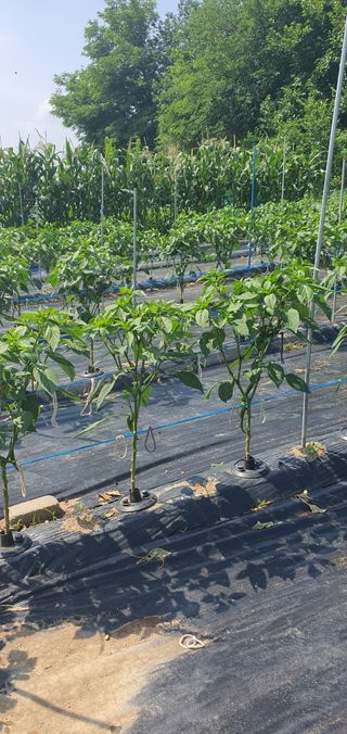 또순이떼지누리님의 고추 · 병해충상담 작성글 사진