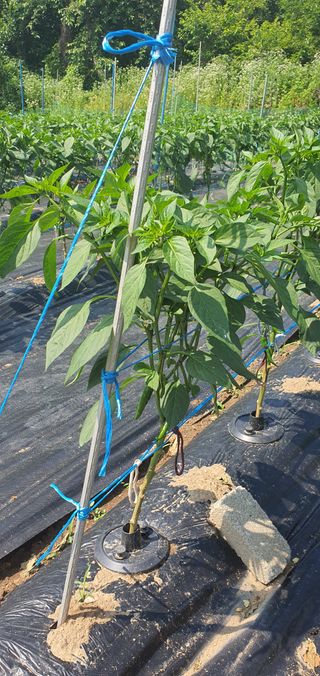 또순이떼지누리님의 고추 · 병해충상담 작성글 사진