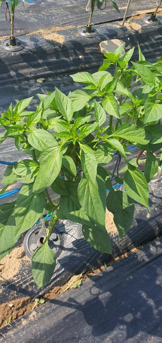 또순이떼지누리님의 고추 · 병해충상담 작성글 사진