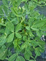 팜모닝 콩·병해충상담 게시글 이미지