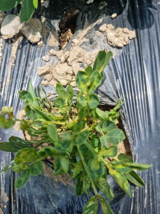 김삿갓ㅇ님의 콩 · 병해충상담 작성글 사진