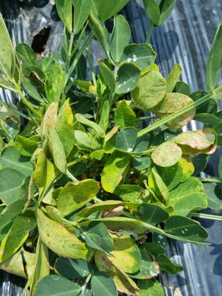 김삿갓ㅇ님의 콩 · 병해충상담 작성글 사진