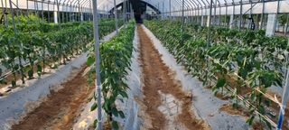 대삼팜스빌리지님의 고추 · 일상 작성글 사진