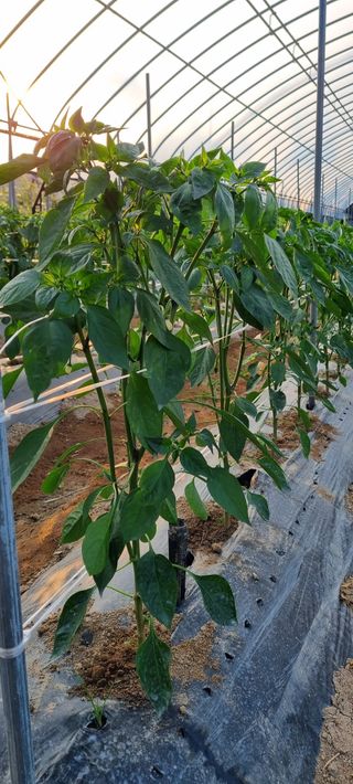 대삼팜스빌리지님의 고추 · 일상 작성글 사진