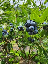 팜모닝 블루베리·자유게시판 게시글 이미지