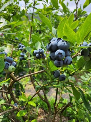 설악20446님의 블루베리 · 자유게시판 작성글 사진