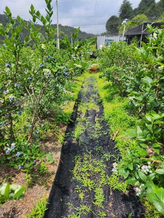 설악20446님의 블루베리 · 자유게시판 작성글 사진