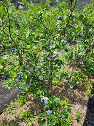 설악20446님의 블루베리 · 자유게시판 작성글 사진
