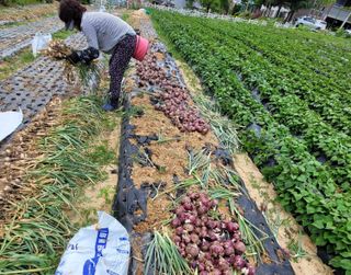성훈경님의 마늘 · 수확 작성글 사진