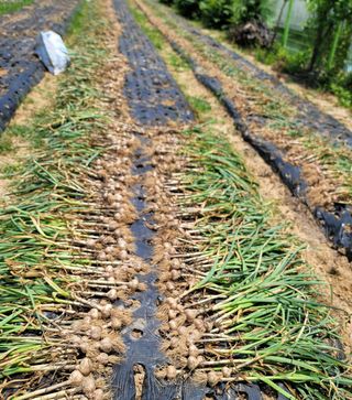 성훈경님의 마늘 · 수확 작성글 사진