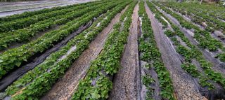 성훈경님의 마늘 · 수확 작성글 사진